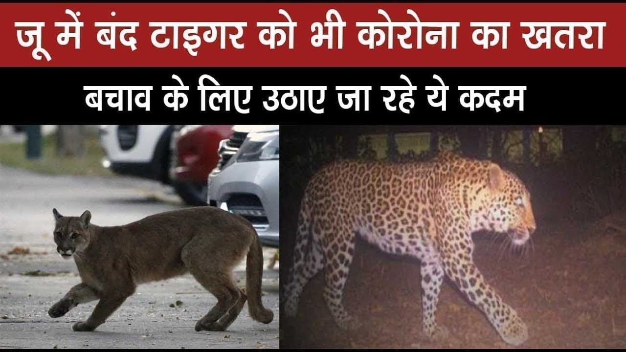 Newyork में tiger में महामारी के लक्षण दिखने के बाद भारत ने उठाए ये कदम