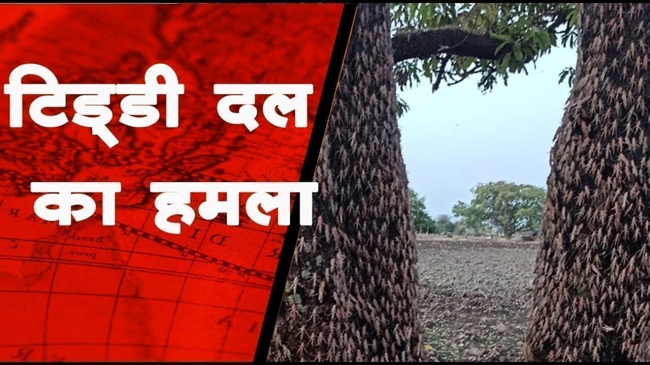 टिड्डी दल कि दस्तक 3 दिनों से खेतों में जमा है करोड़ो टिड्डिया