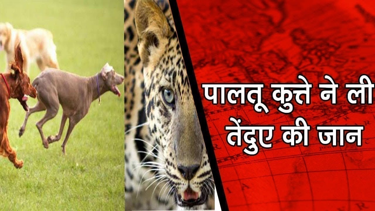 पालतू कुत्ते ने ली तेंदुए की जान