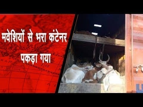 सनावद में मवेशियों से भरा कंटेनर पकड़ा गया