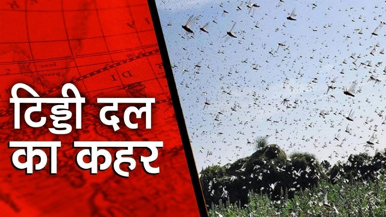 नसरुल्लागंज से टिड्डी दल को भगाने के सारे प्रयास नाकाम