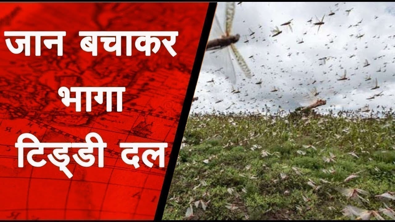 जान बचाकर भागी टिड्डियों ने मचाया उत्पात