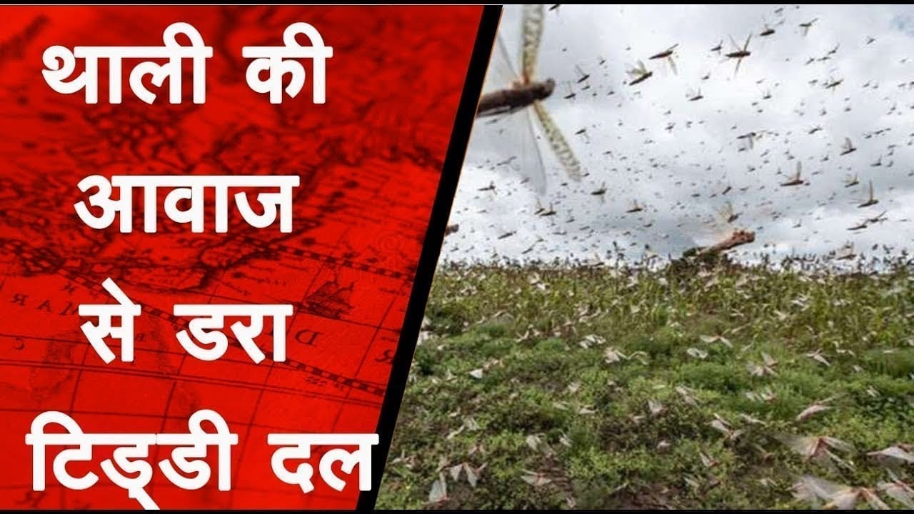 टिड्डी दल पहुंचा मैहर