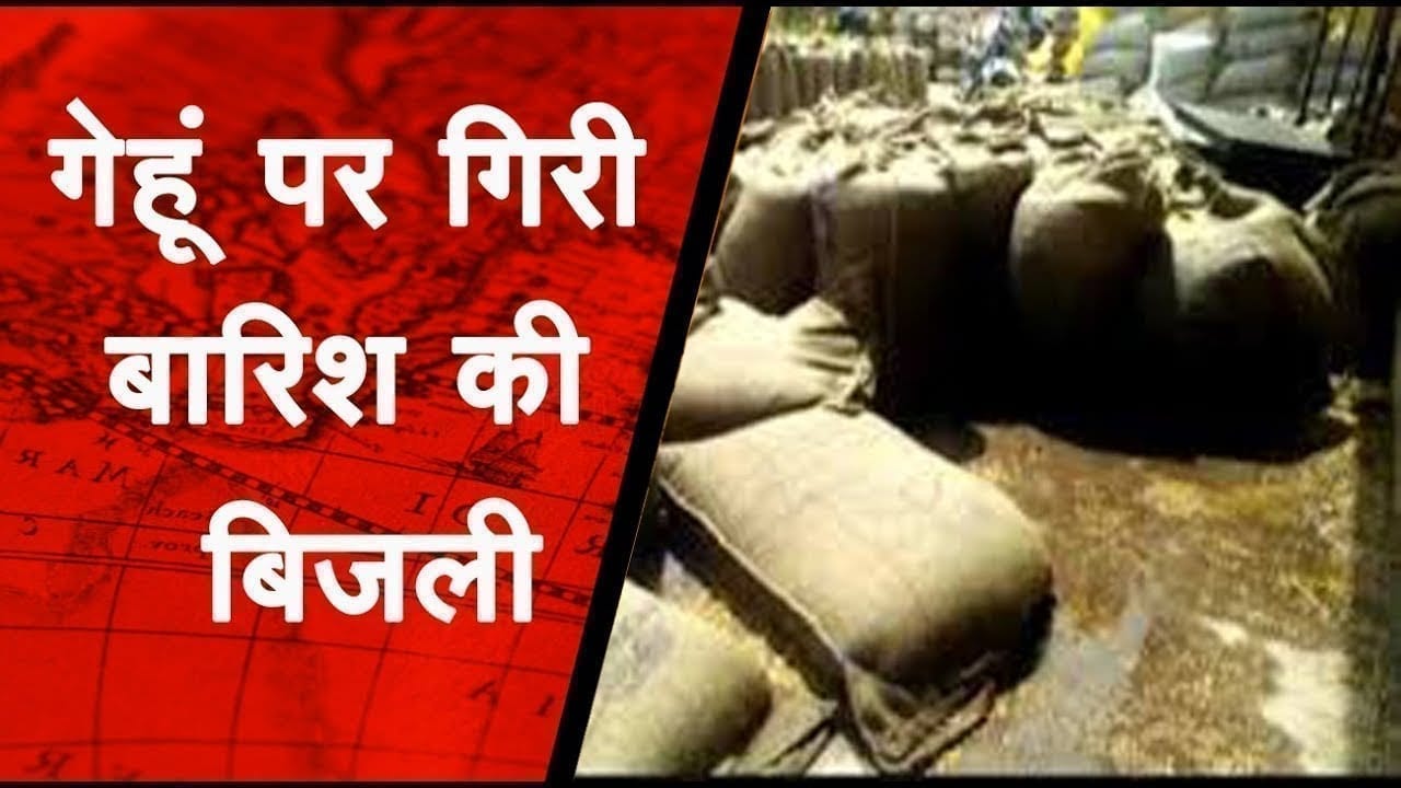  खुले में रखा हजारों मीट्रिक टन अनाज भीगा