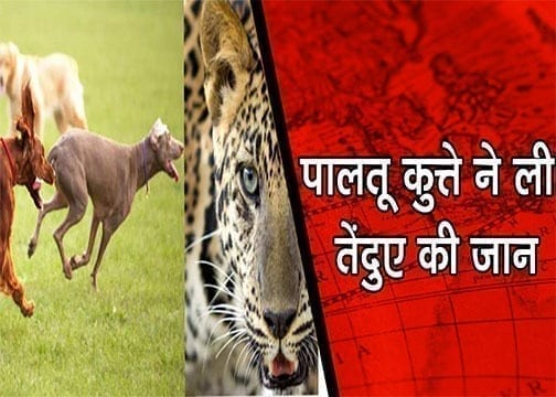 WhatsApp Image 2020-05-01 at 1.04.33 PM (1)