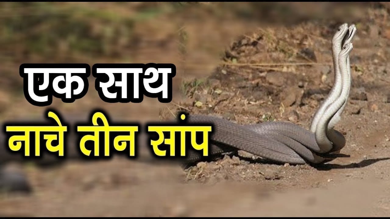 Indore में सांपों का हैरान करने वाला डांस, एक साथ थिरके तीन सांप