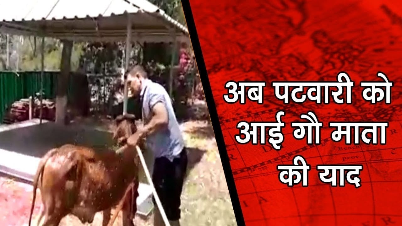 अब Jitu Patwari बने गौ सेवक, ऐसे दिखाया गौ प्रेम
