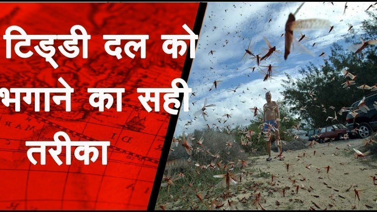 प्रशासन और ग्रामीणों की मदद से भागा टिड्डी दल