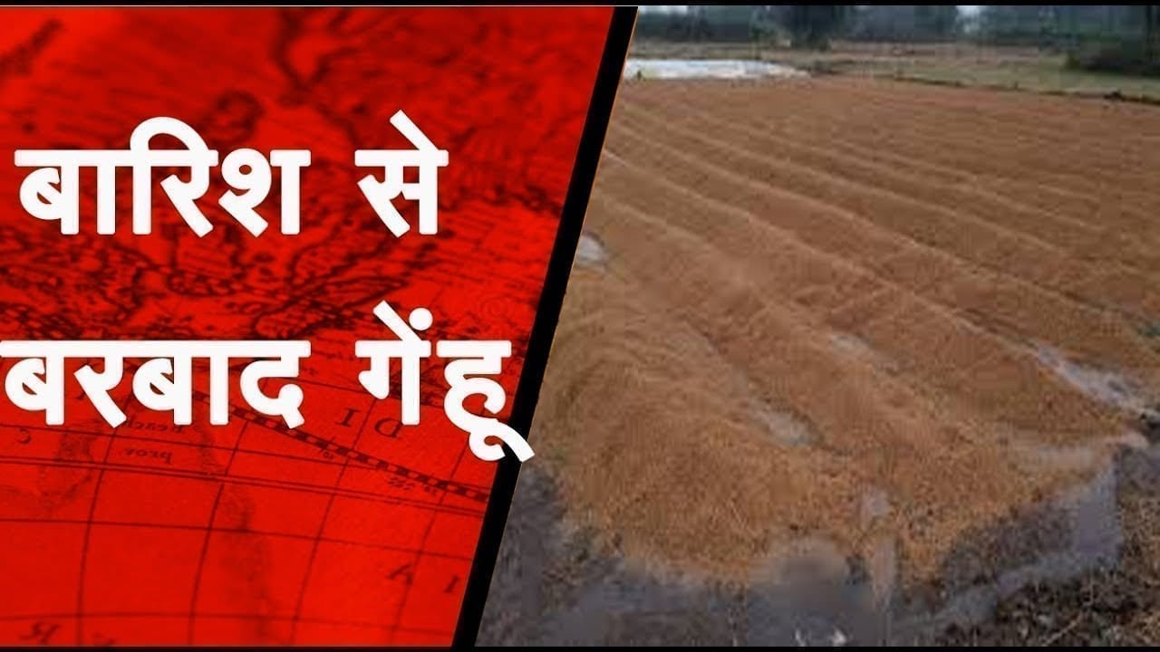 हजारों क्विंटल गेहूं बारिश में बरबाद