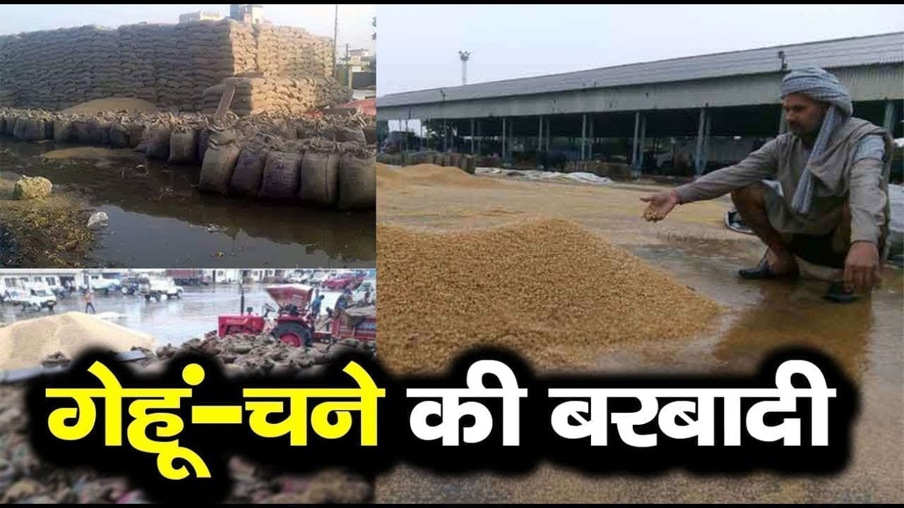 एक दिन की बारिश ने खोली सरकार की पोल. अलग अलग तस्वीरों में देखें गेहूं-चने की बरबादी