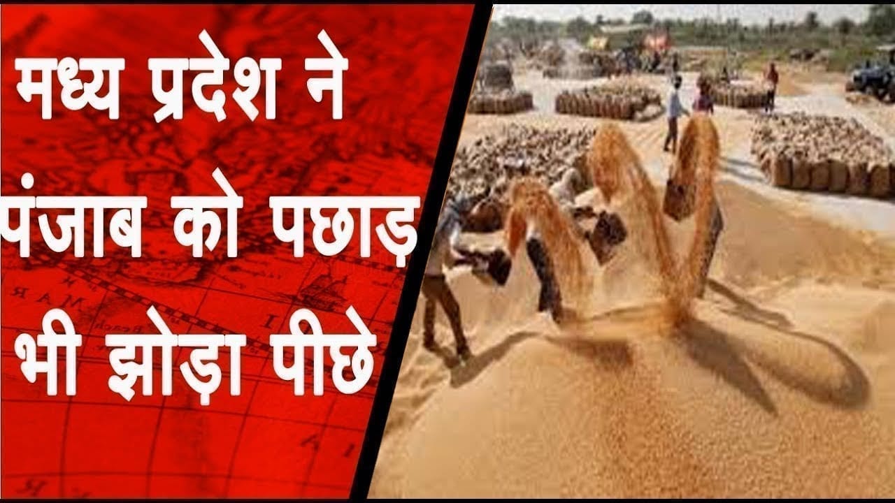 MP में गेहूं की रिकॉर्ड खरीद, पंजाब को पछाड़ भी झोड़ा पीछे