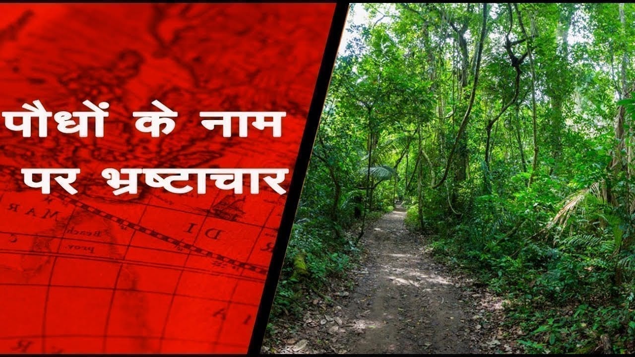 हर वर्ष रोपे जाते हैं करोड़ पौधे, लेकिन एक भी नहीं बचते