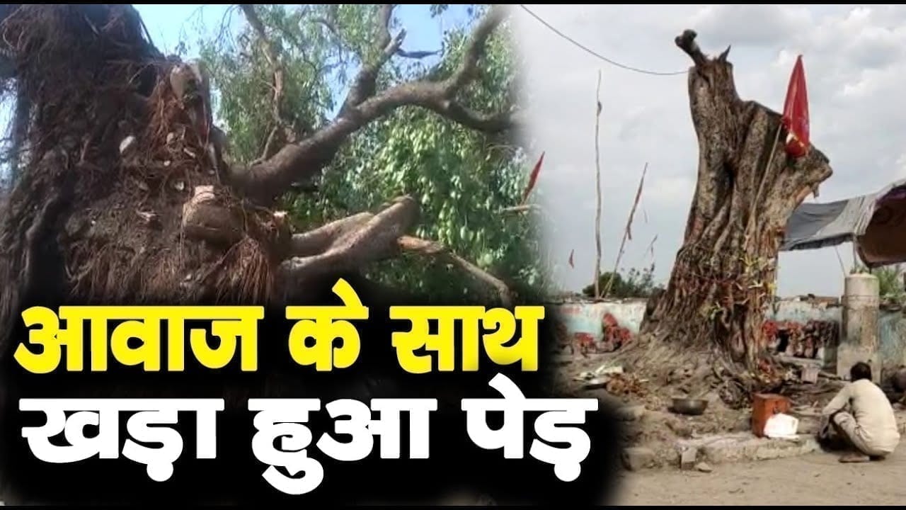 अचानक खड़ा हुआ धराशाई पेड़, दहशत में लोग
