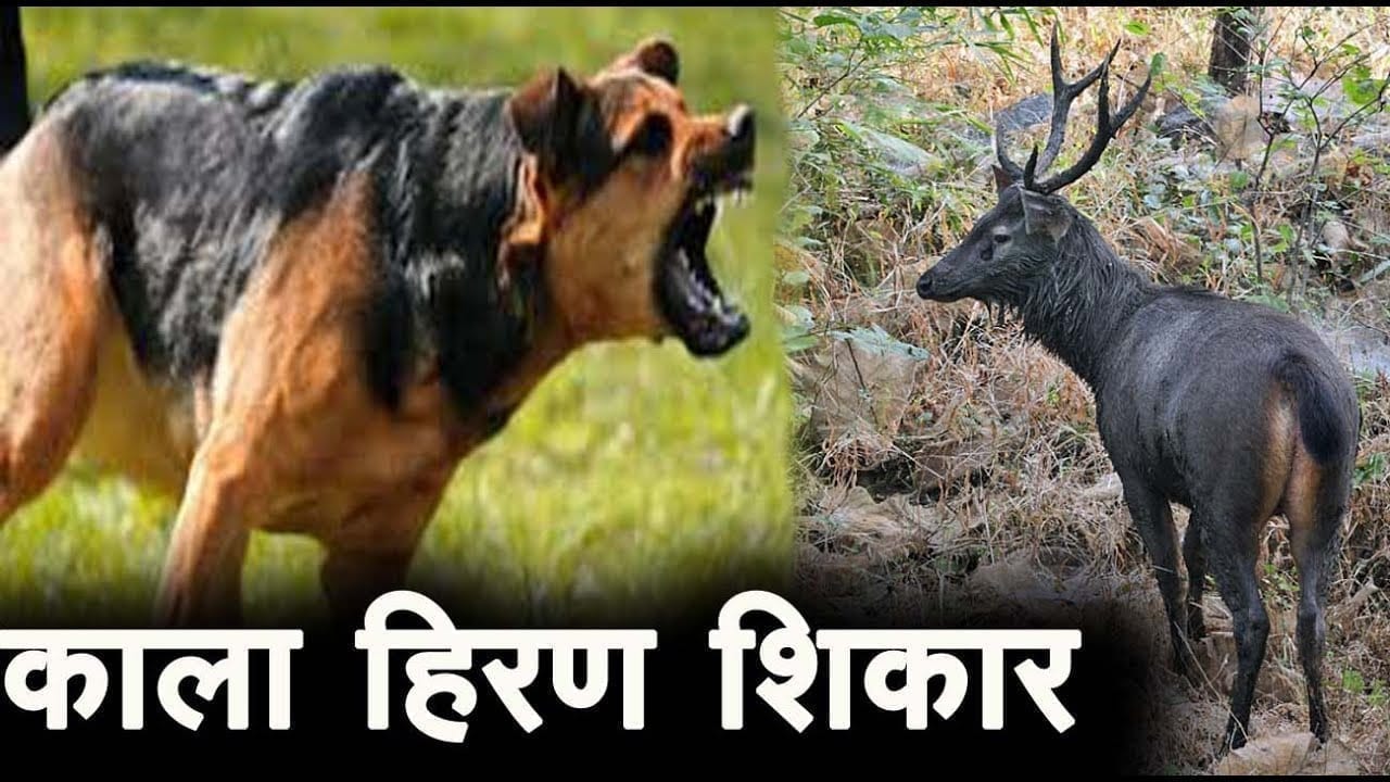 छिंदवाड़ा के जंगल में कुत्तों के हमले में काला हिरण घायल